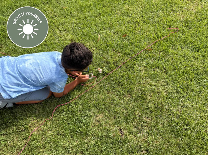 Grow-It-Yourself: Harvest Series Monday - Friday Oct 26 - Oct 30 | Ages 5 - 9