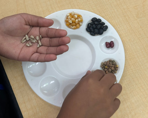 Seed Sorting & Art